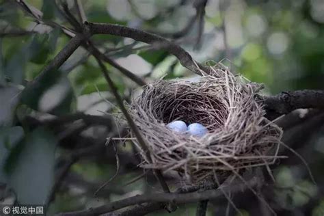 如何讓鳥來築巢 懷孕 老公